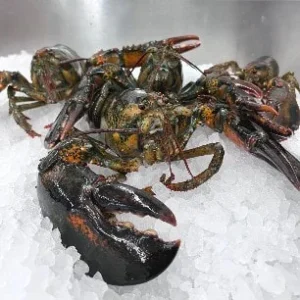 Live Maine lobster 4/5Lbs