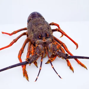 Live Southern Australian Lobster