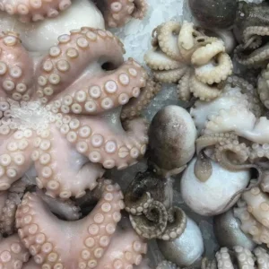 Whole Spanish octopus