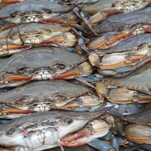 Maryland Soft Shell Crabs, Large, Cleaned
