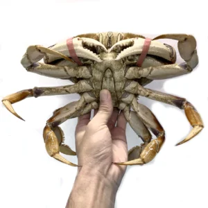 Live Dungeness Crab (Bundle of 2)