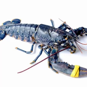 Live European Blue Lobster