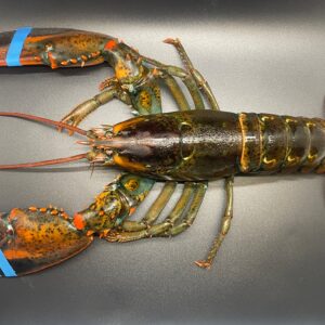 10 lbs live Maine lobster