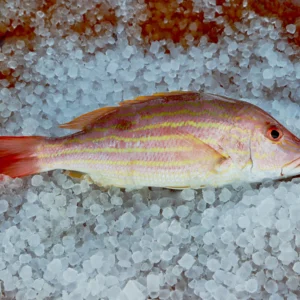 Lane Snapper Fillet (PER LB)
