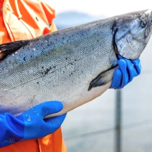 Whole Pacific King Salmon